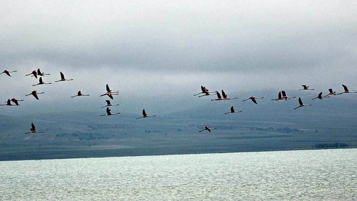 Havadaki mikroplastik kirlilik, kuşların akciğerlerinde birikiyor