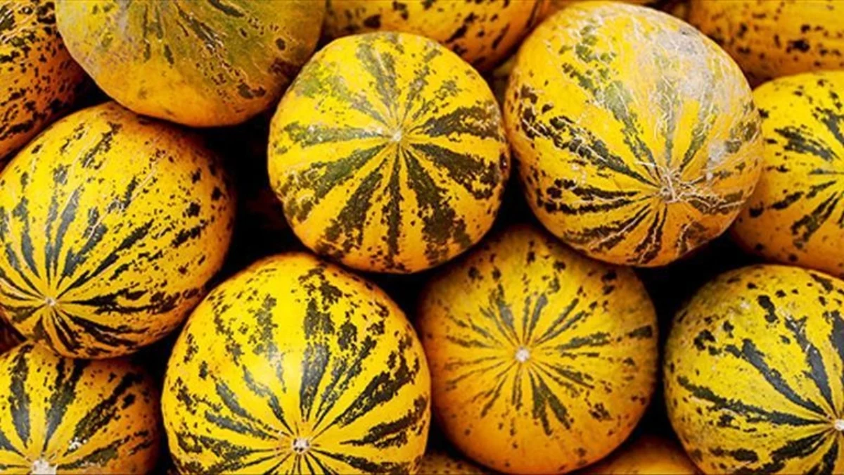 Manisa’nın Kırkağaç Kavunu AB’den coğrafi işaret tescili aldı