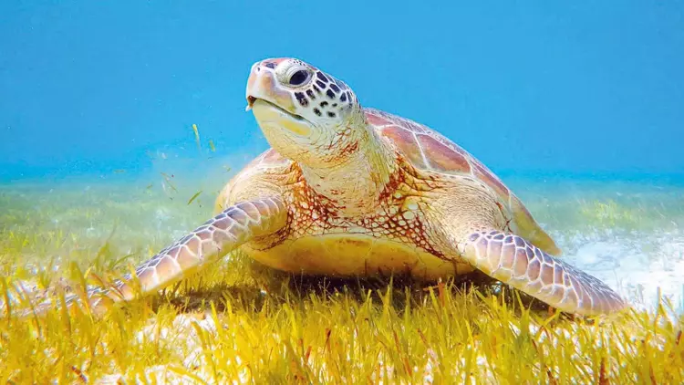 Tatilcilere caretta caretta uyarısı: Dokunmayın beslemeyin