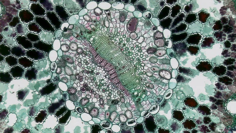 Yaşamda kuantum etkileri