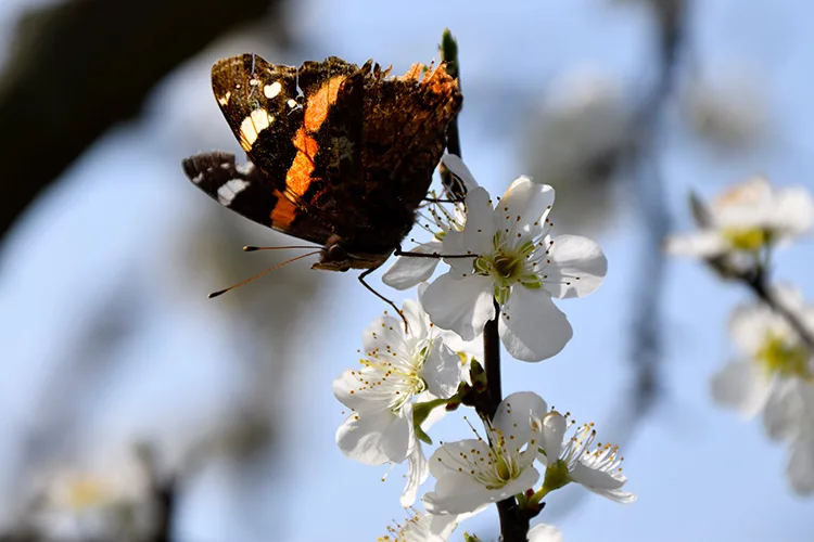 Gediz Ovası çiçeklerle renklendi