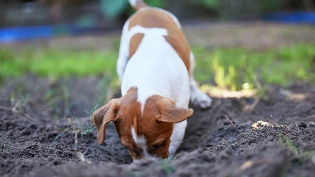 Bazı Köpekler Neden Toprak Yemeyi Bu Kadar Çok Seviyor?
