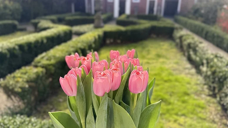Türkiye’nin doğal güzelliği, Hollanda’da yeni bir lale türüyle yaşatılacak