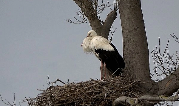 Baharın Müjdecisi Leylekler Kızılırmak Deltası’na Ulaştı