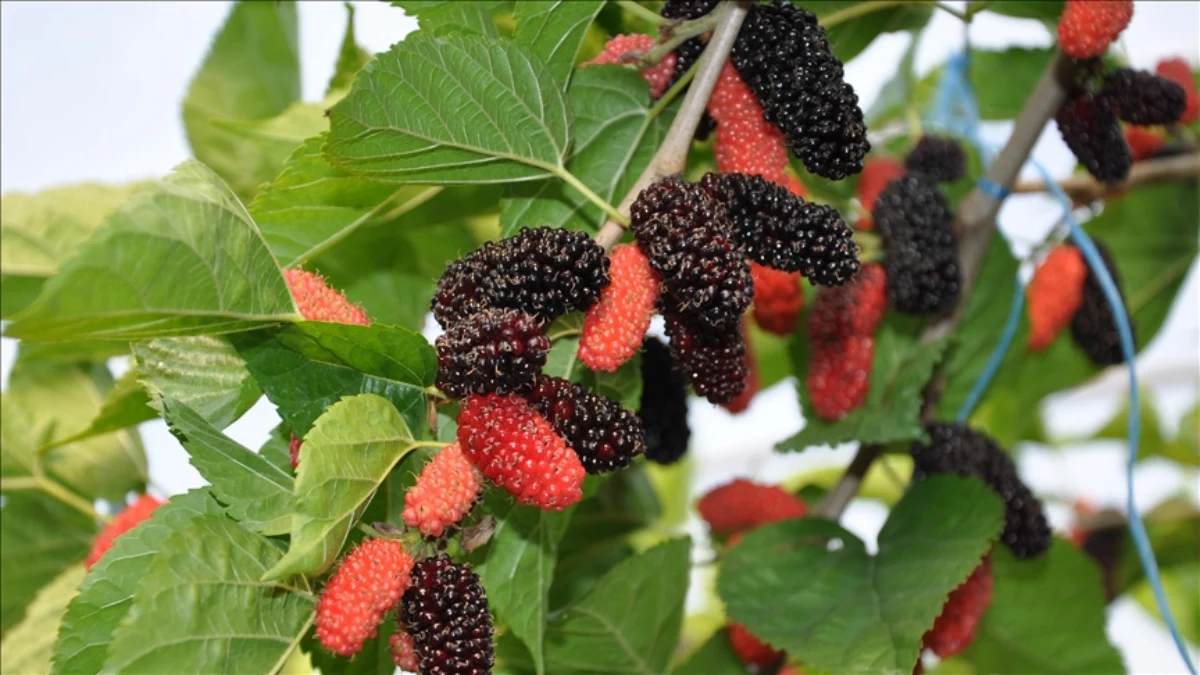 Mersin seralarında karadut mesaisi sürüyor