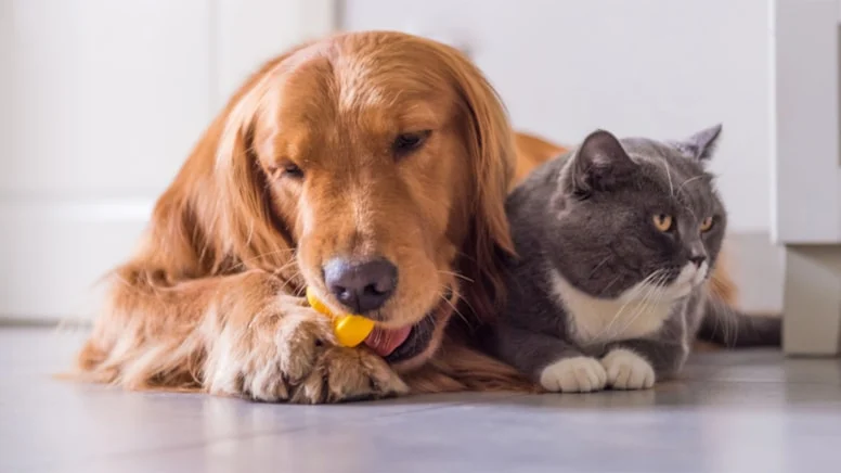 Evcil hayvanları olanlar hayvanlarını kayıt altına aldırmak zorunda.