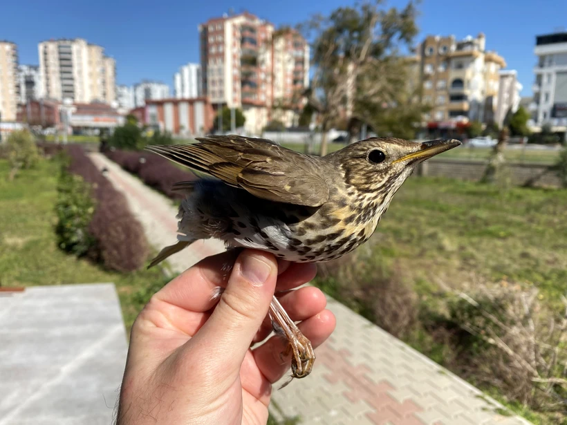 Göçmen kuşların ölümüyle ilgili 18 yıllık araştırma: Yüzde 87’si insan kaynaklı