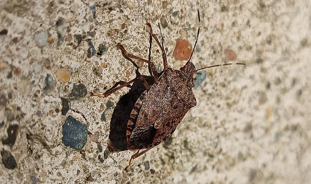 Kahverengi Kokarca Popülasyonu Azaldı! Sıradaki Adım Ne?