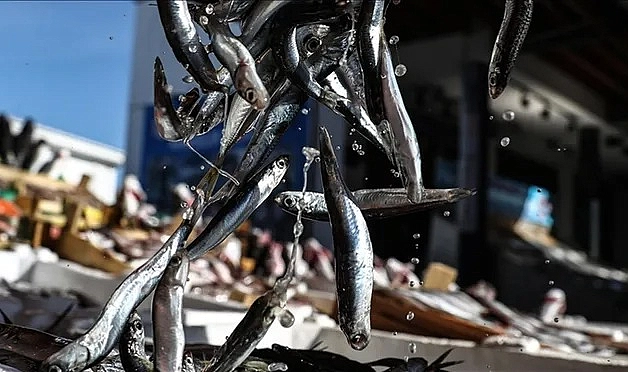 Karadeniz’de Hamsi Avı Bekleneni Vermedi, Balıkçılar Sezonu Bitirdi