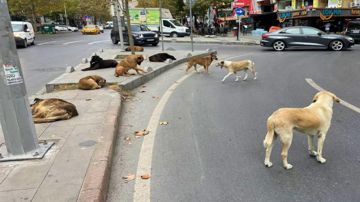 Belediyeden, başıboş köpeklerin toplatılması için ilginç yöntem