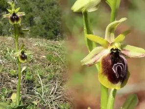 Antalya’da Kemer orkideleri açmaya başladı… Koparmanın cezası 557 bin 212 TL