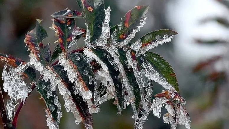 Çukurova çiftçisi tarlalarında büyük kayıplar yaşatan “zirai don” için bakanlıktan acil destek bekliyor