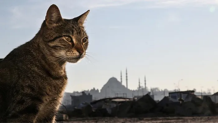 Osmanlı’dan günümüze İstanbul’un kedi sevgisi