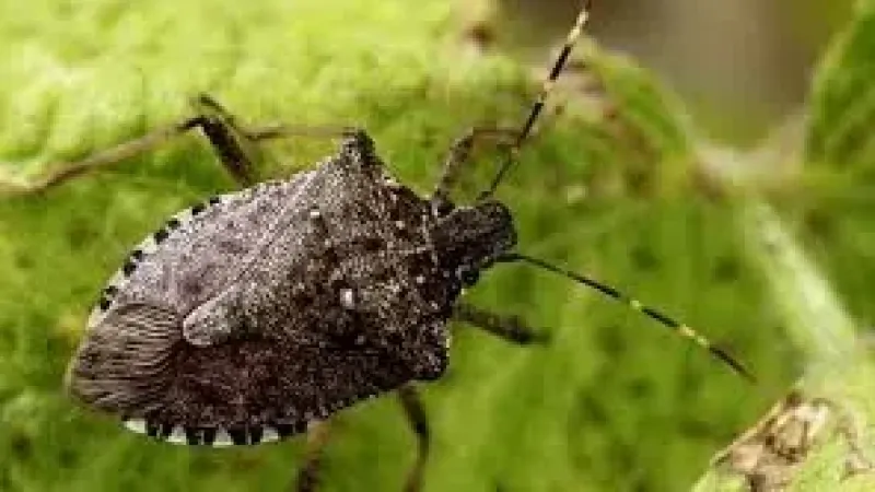 Kahverengi kokarca ile mücadele başladı