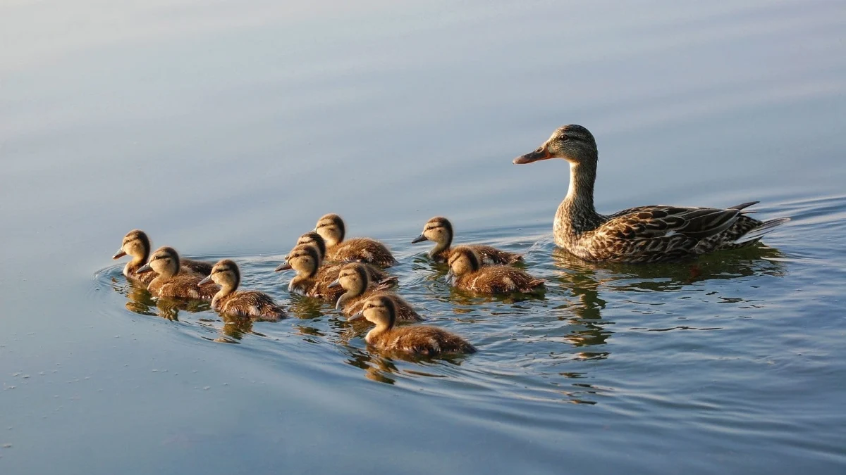 Yaban hayvanlarını avlanma dönemi sona erdi