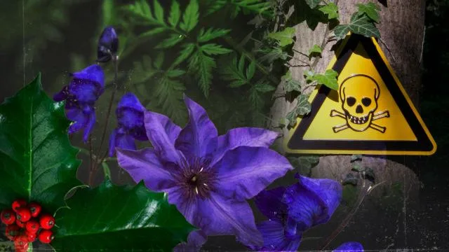 Çevremizde 86 çeşit zehirli bitki var