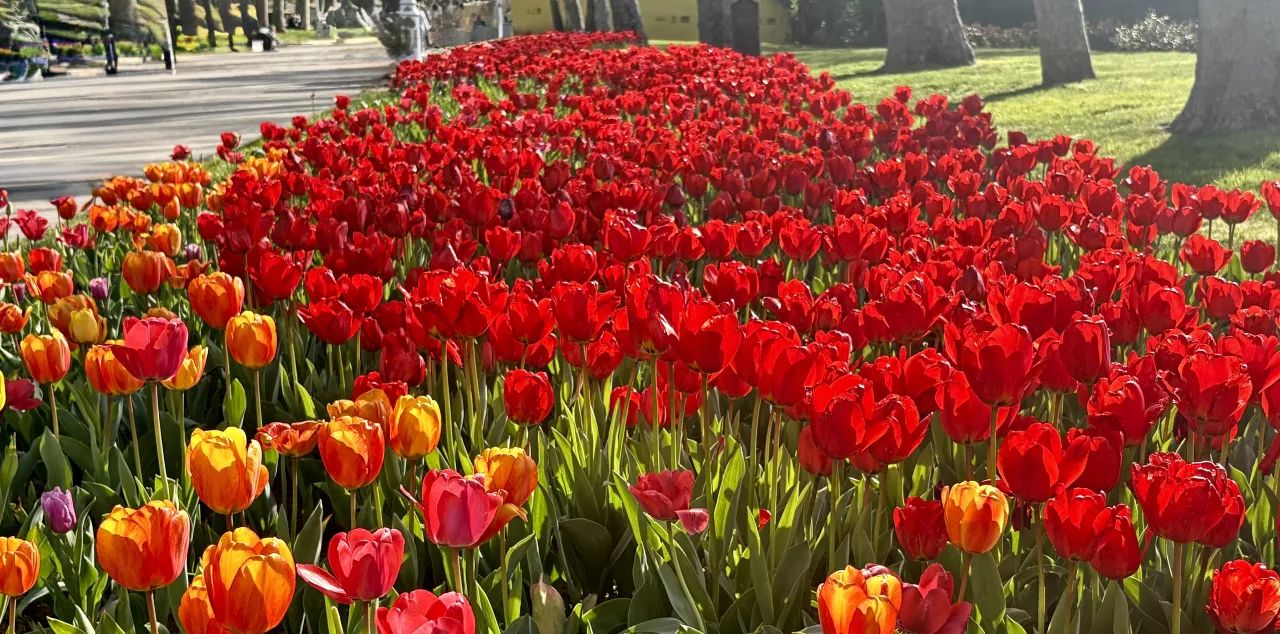 İstanbul Gülhane Parkı Laleler İle Renklendi
