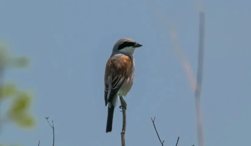 Kızıl sırtlı örümcek kuşu (Lanius collurio)