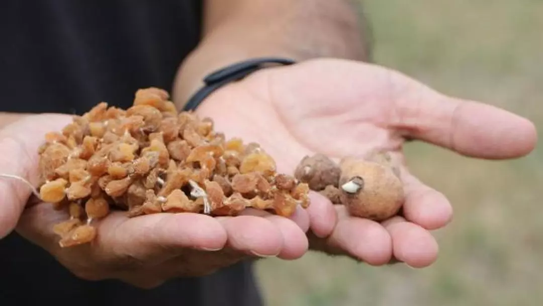 Zengin olmak için artık bu ürünü ekiyorlar! Üreticinin talebi her geçen yıl artıyor