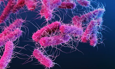 Salmonella kaynaklı enfeksiyonlardan bu önlemlerle korunabilirsiniz