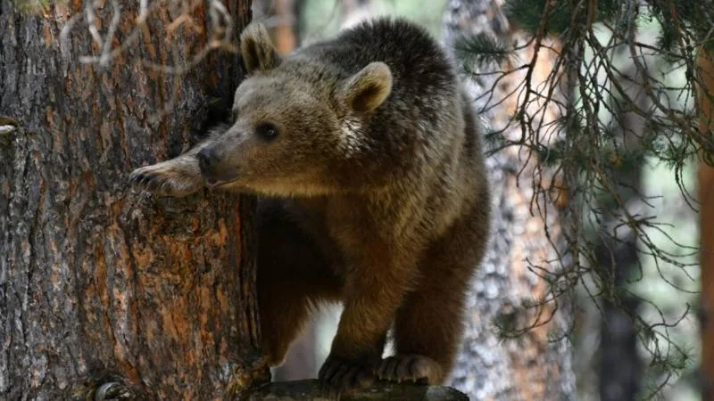 Slovakya, 350 ayının vurularak öldürülmesini onayladı