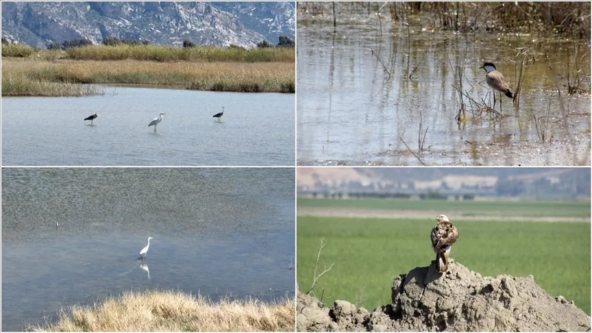 Göç yolu üzerindeki Hatay’da bahar döneminde 233 kuş türü gözlemlendi