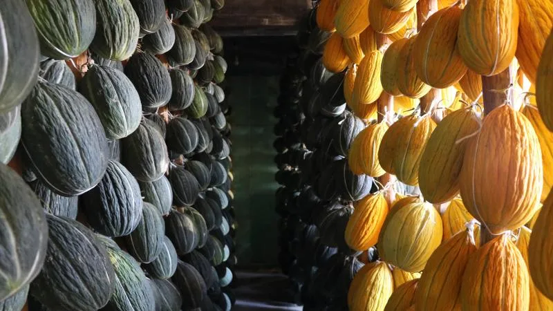 Kırkağaç Kavunu’na AB tescili