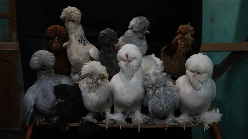 İki arkadaş müstakil evi sultan tavuğu üretimi için adeta “AR-GE” merkezine dönüştürdü