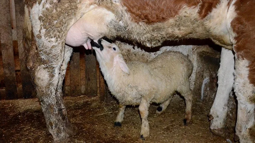 Annesi ölen kuzuyu “Sarıkız” isimli inek emziriyor