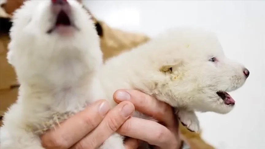 Bilim insanları nesli tükenmiş “Ulukurt” türünü hayata döndürdü