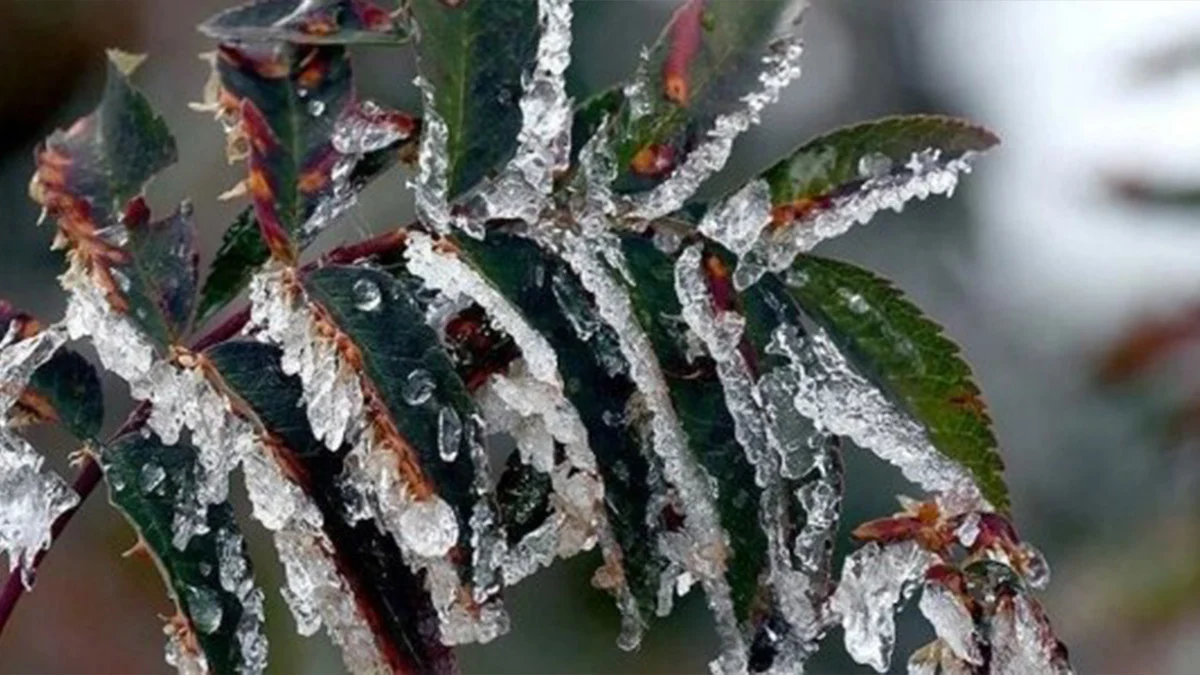 Meteorolojiden zirai don uyarısı