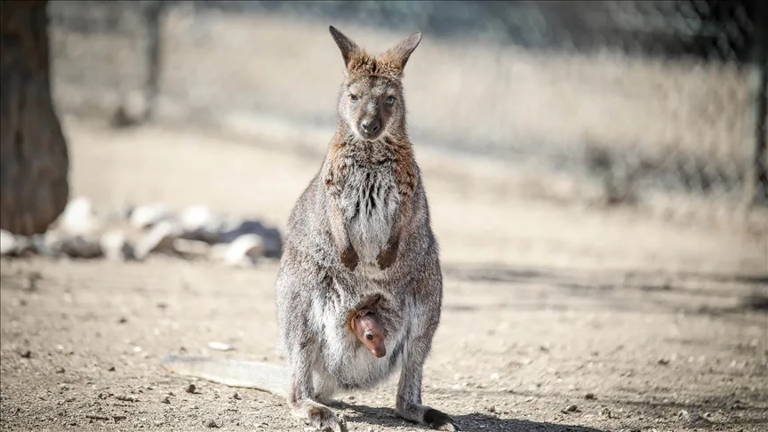 Keçiören’in maskotu valabi türü kangurunun yavrusu oldu