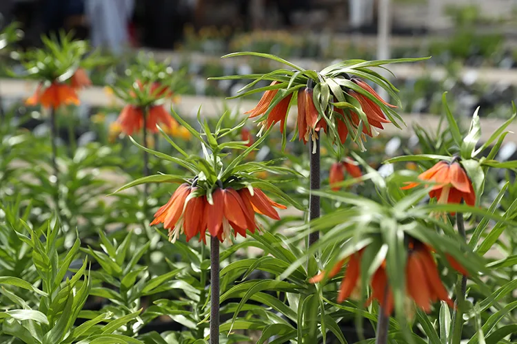 Erzincan’ın Ters Lale Koleksiyon Bahçesi yurt dışından bilim insanlarını ağırlıyor