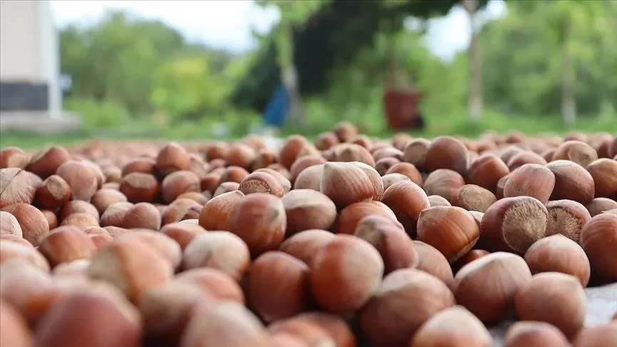 Giresun’da fındığın kilogramı 137-142 lira arasında işlem gördü