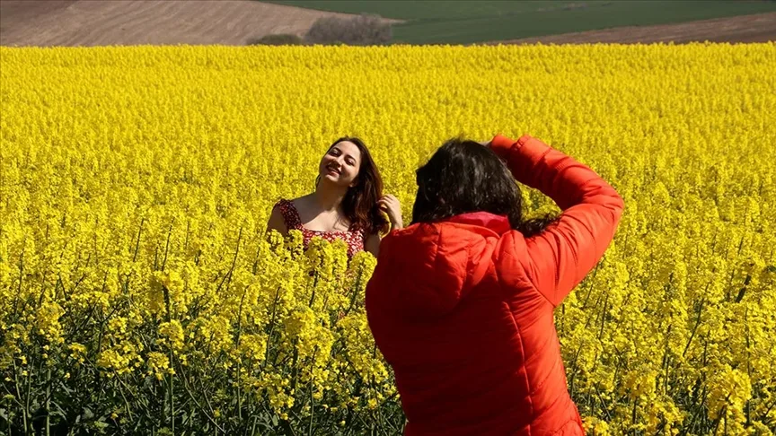 Tekirdağ’da kanola tarlaları fotoğrafların doğal fonu oluyor