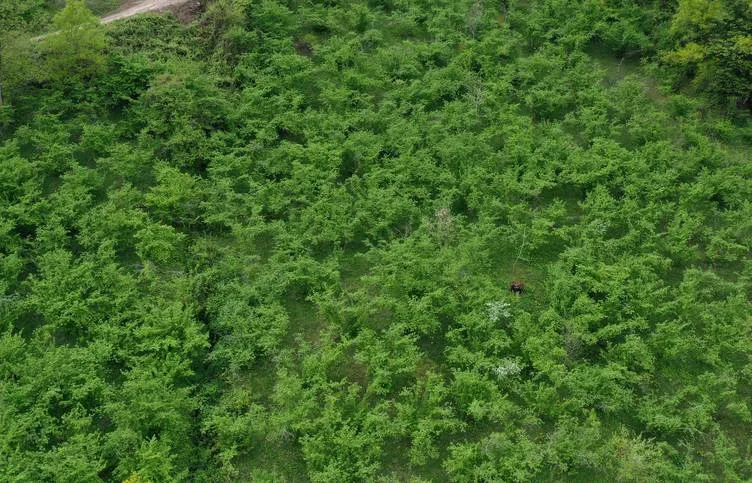 Orta ve Doğu Karadeniz’deki fındık üreticilerinin yeni sezon mesaisi başladı