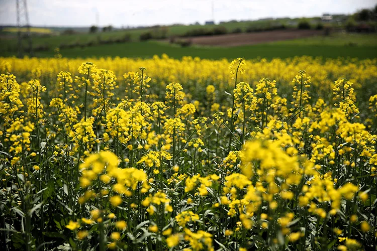 Edirne’de sarı çiçeklerini açan kanolalar tarlaları renklendirdi