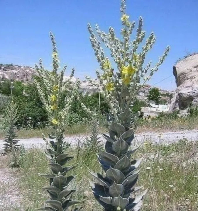 KİMSENİN ALDIRIŞ ETMEDİĞİ, SIĞIR KUYRUĞU HARİKASI