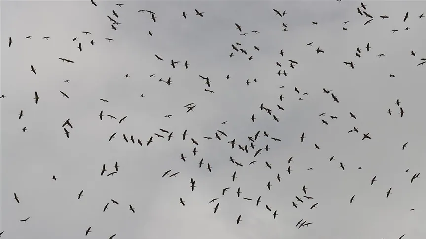 Baharın müjdecisi leylekler Hatay’a dönmeye başladı