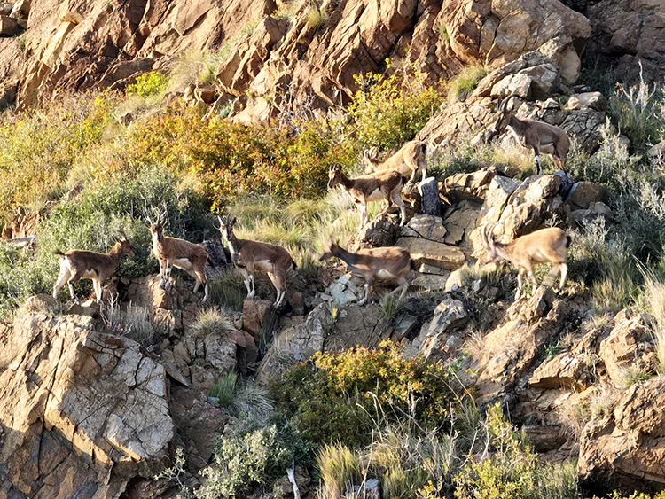 Hatay’da koruma çalışmaları yaban keçisinin popülasyonunu artırdı
