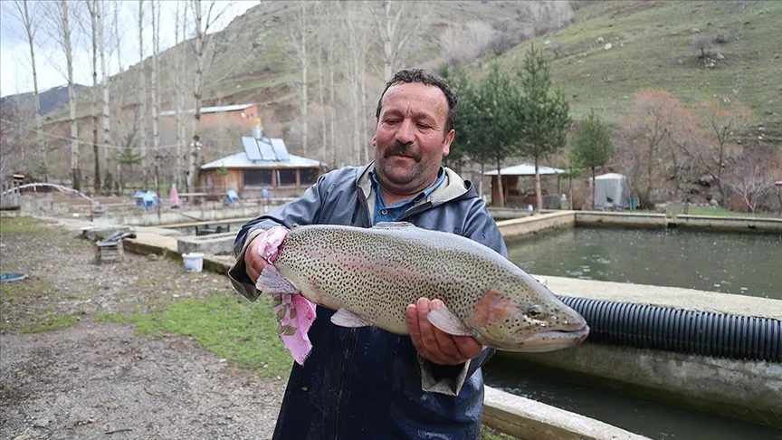 Bayburt’ta alabalık yetiştiricileri sağım mesaisinde