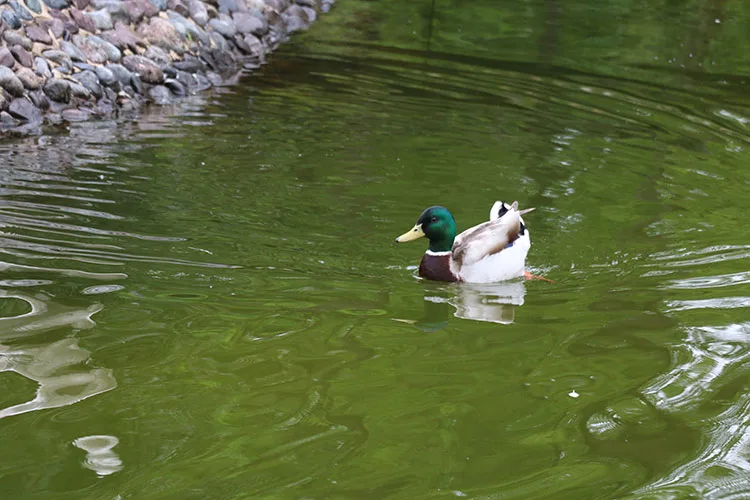 Bayram tatilinde doğayla iç içe vakit geçirmek isteyenlerin tercihi Ormanya oldu