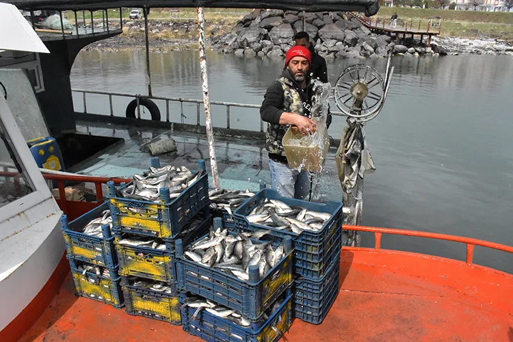 “Van Gölü’nün incileri” göçe hazırlanıyor