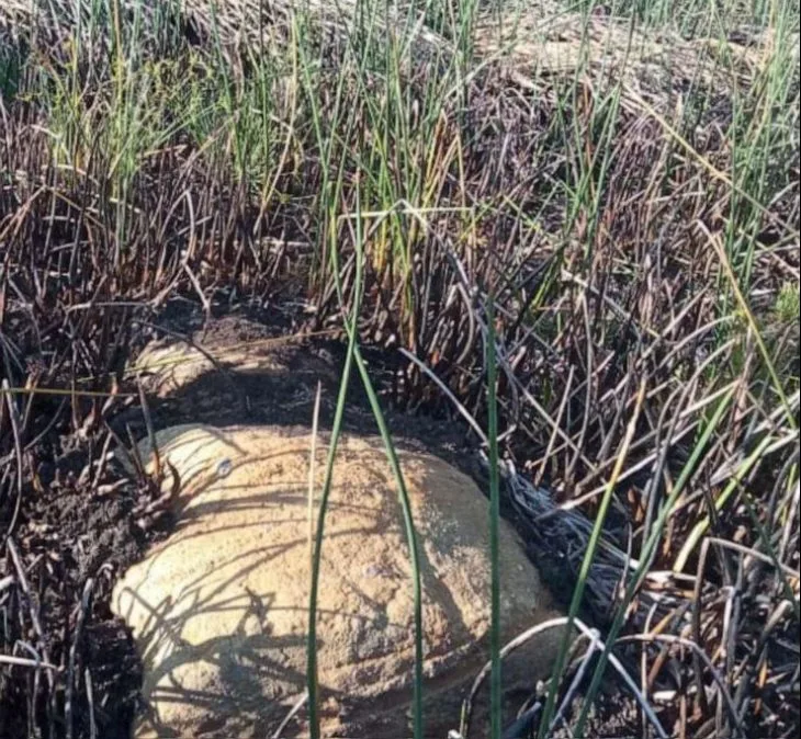 Paskalya Adası’nda yeni Moai heykeli keşfedildi