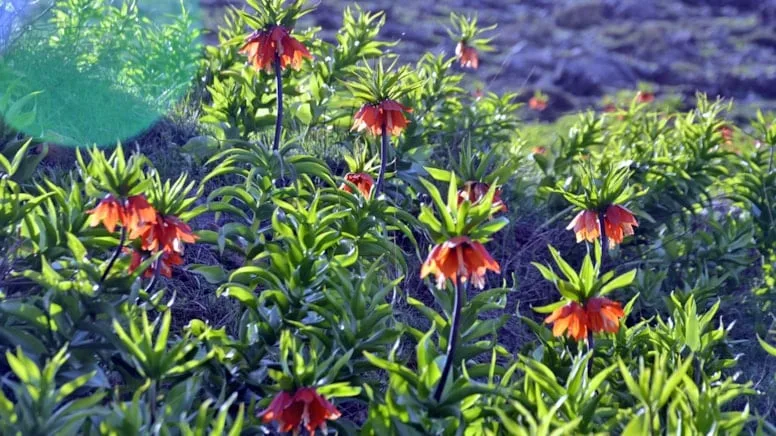 Doğanın en hüzünlü çiçeği “ağlayan gelin” göz kamaştırdı
