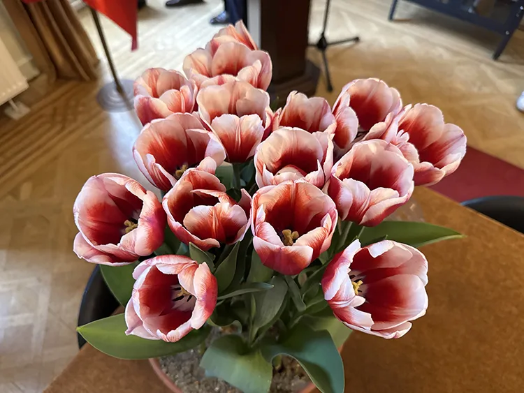 Hollanda’da 23 Nisan kutlamasında yeni lale türüne ‘Anadolu’ ismi verildi