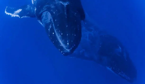 Bilim insanları nesli tükenmekte olan balinaların davranışlarındaki değişimden şaşkına döndü