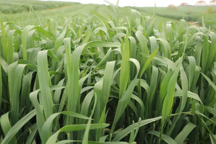Tekirdağ’da yerli buğday çeşidi “NKÜ Paşaeli” tescillendi