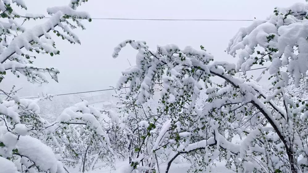 Kar, fındıkta lokal zararlara neden oldu