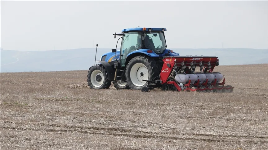 Tekirdağ’da ayçiçeğinin kuraklığa karşı dayanıklılığı için anıza ekim yapılıyor